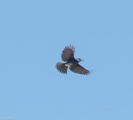 Jay, Pinyon