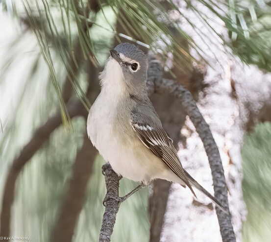 Vireo, Plumbeous