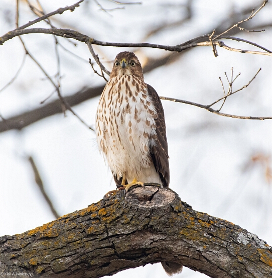 Sharp-shinned Hawk
