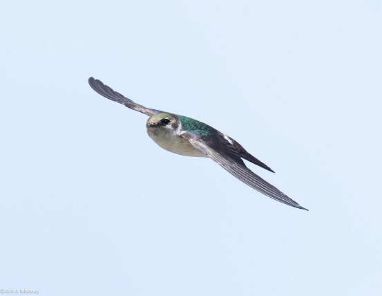 Swallow, Violet-green