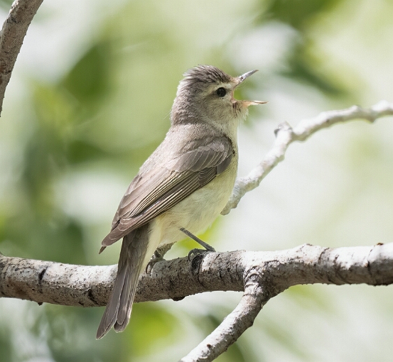 Vireo, Warbling