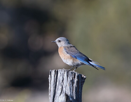 Bluebird. Western