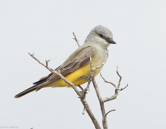 Kingbird, Western