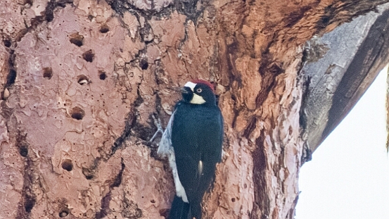 Woodpecker, Acorn