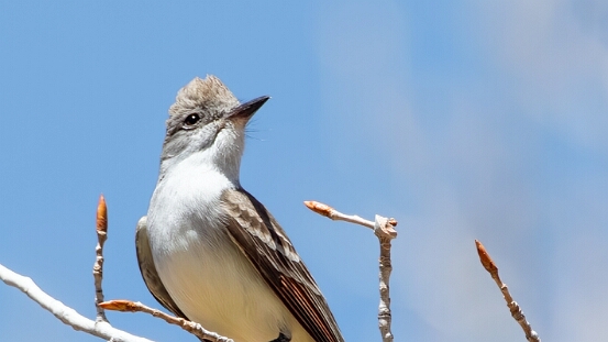 Flycatcher, Ash-throated
