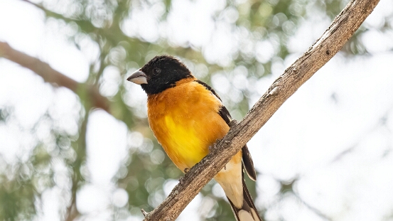 Grosbeak, Black-headed