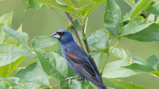 Grosbeak, Blue