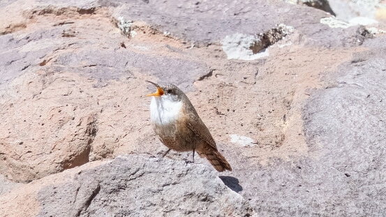 Wren, Canyon
