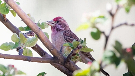 Finch, Cassin's
