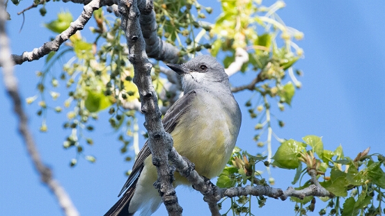 Kingbird, Cassin's