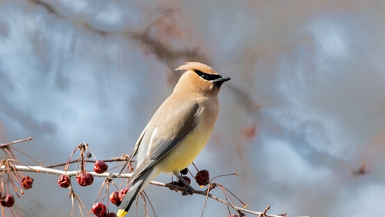 Waxwing, Cedar