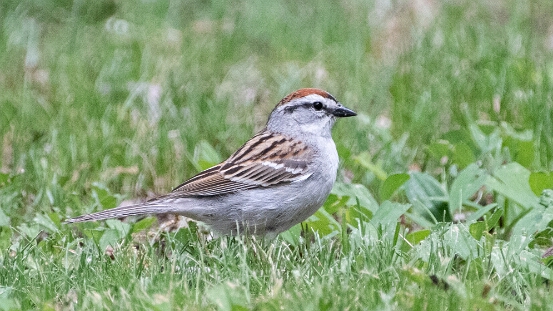 Sparrow, Chipping