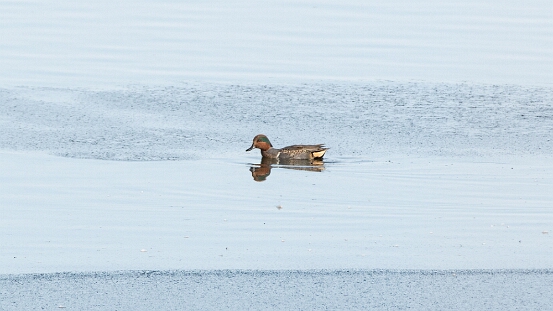 Teal, Green-winged