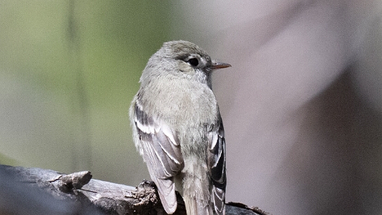Flycatcher, Hammond's