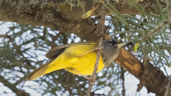 Warbler, MacGillivray's