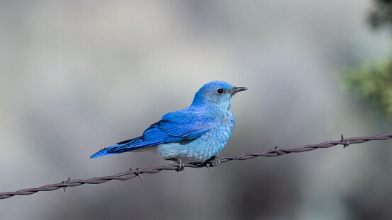 Bluebird, Mountain