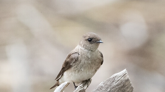 Swallow, Northern Rough-winged