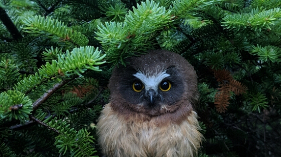Owl, Northern Saw-whet