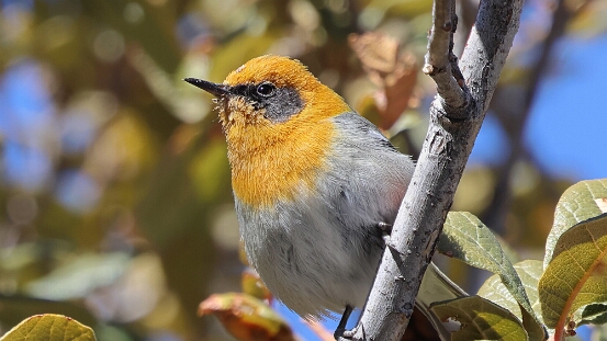Warbler, Olive