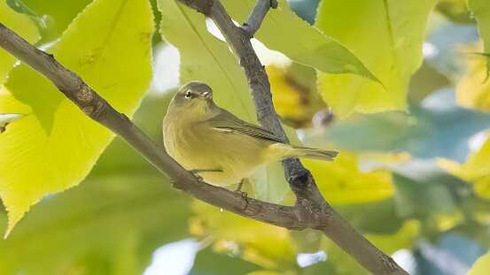 Warbler, Orange-crowned