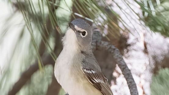 Vireo, Plumbeous