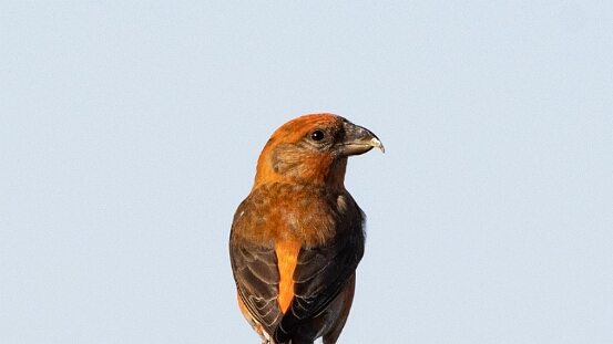 Crossbill, Red