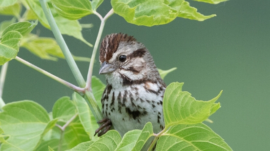 Sparrow, Song