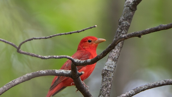 Tanager, Summer