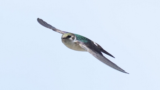 Swallow, Violet-green