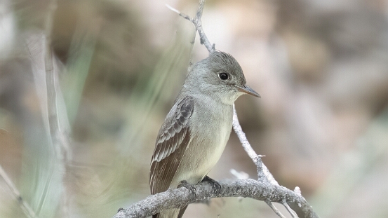 Wood-Pewee, Western
