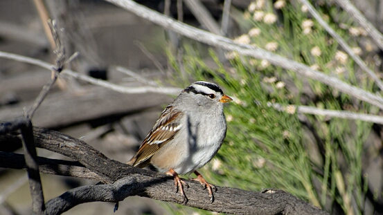 Sparrow, White-crowned