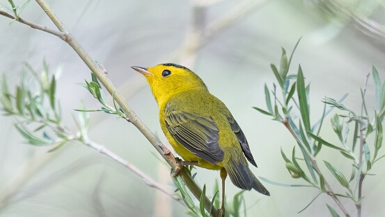 Warbler, Wilson's