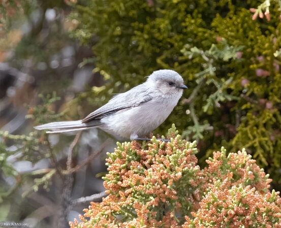 Bushtit