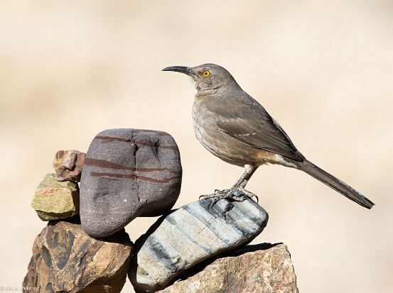 Curve-billed Thrasher.