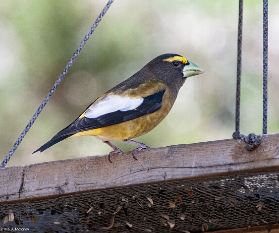 Grosbeak. Evening