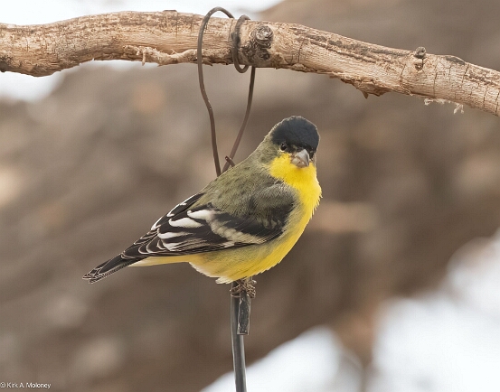 Goldfinch. Lesser