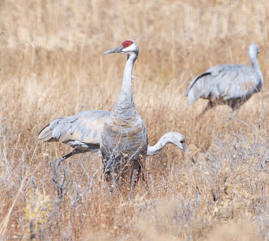 Crane, Sandhill