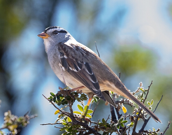 Sparrow. White-crowned