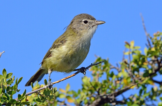 Vireo, Bell's