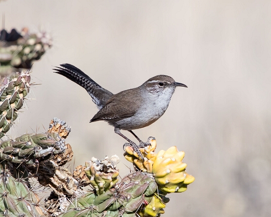 Wren. Bewick's