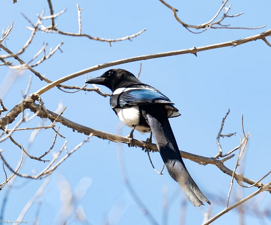 Magpie. Black-billed