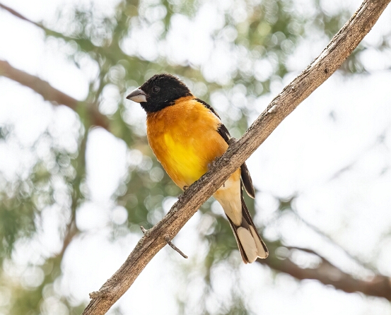 Grosbeak, Black-headed