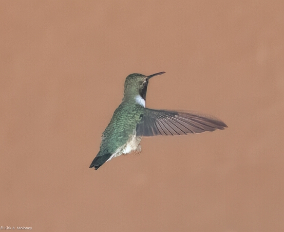 Hummingbird, Broad-tailed