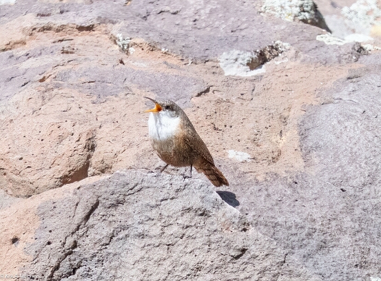 Wren. Canyon