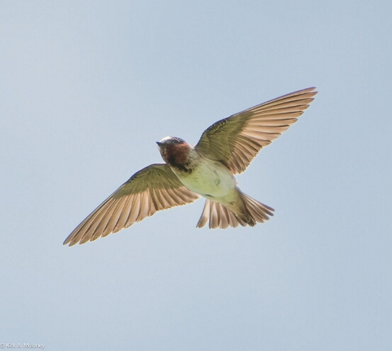 Swallow, Cliff