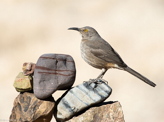 Thrasher. Curve-billed