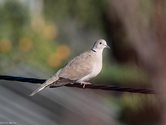 Collared-Dove, Eurasian