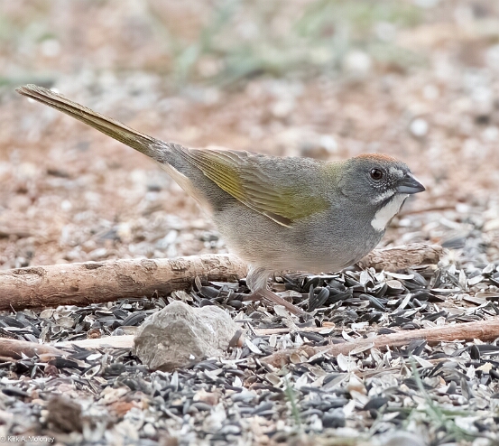 Towhee, Green-tailed