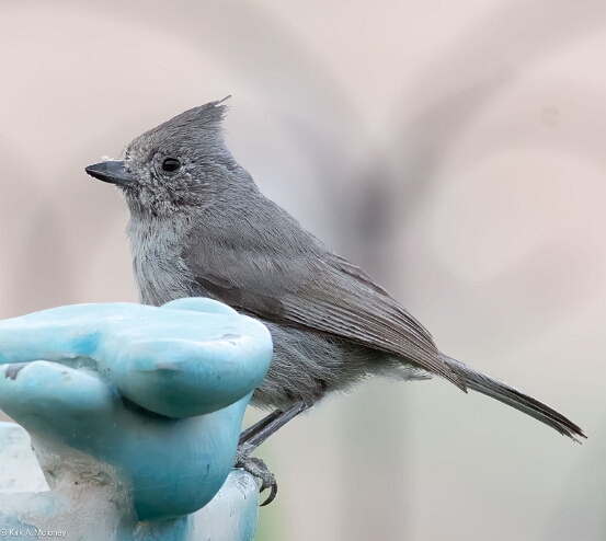 Titmouse. Juniper