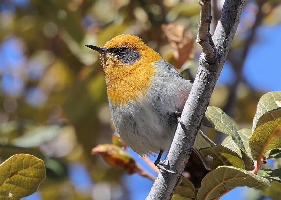 Warbler, Olive